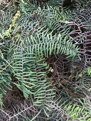 Gleichenia microphylla
