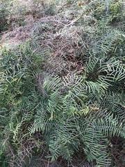 Gleichenia microphylla