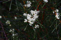 Hakea rugosa