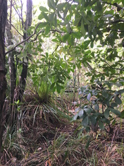 Pseudopanax arboreus