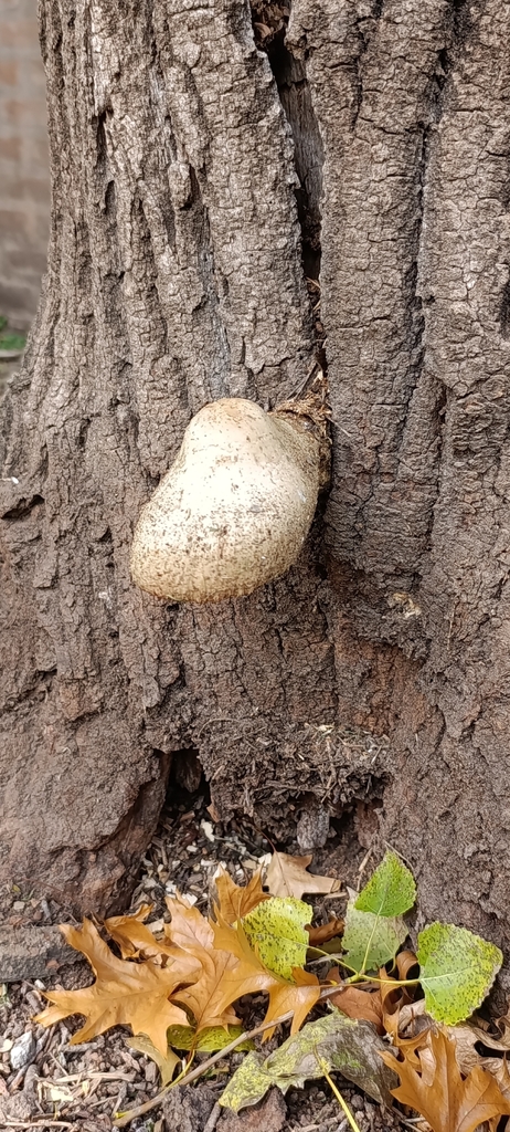 Volvariella bombycina · April 2025 · photo: © facu-lamela (iNaturalist, cc-by)