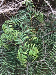 Gleichenia microphylla