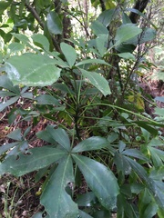 Pseudopanax arboreus