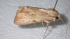 Apamea lithoxylaea