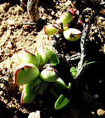 Cotyledon papillaris