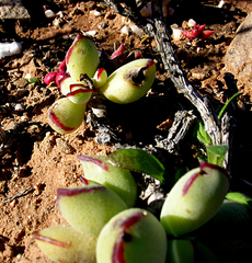 Cotyledon papillaris