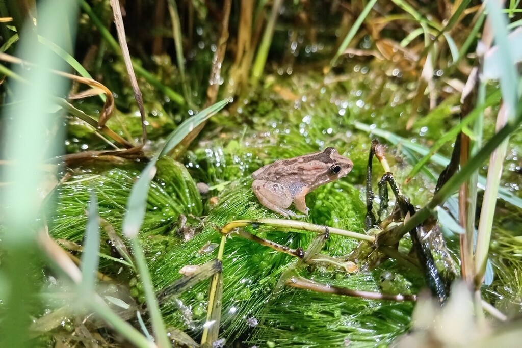 Zapatero Rocket Frog