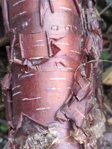 Himalayan Birch