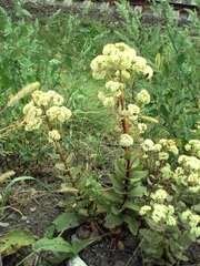 Hylotelephium maximum ruprechtii