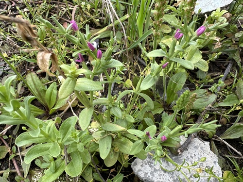 Schenkia japonica iNat (3)