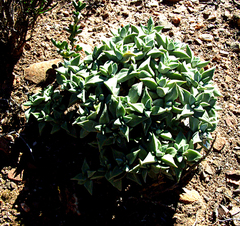 Crassula deltoidea