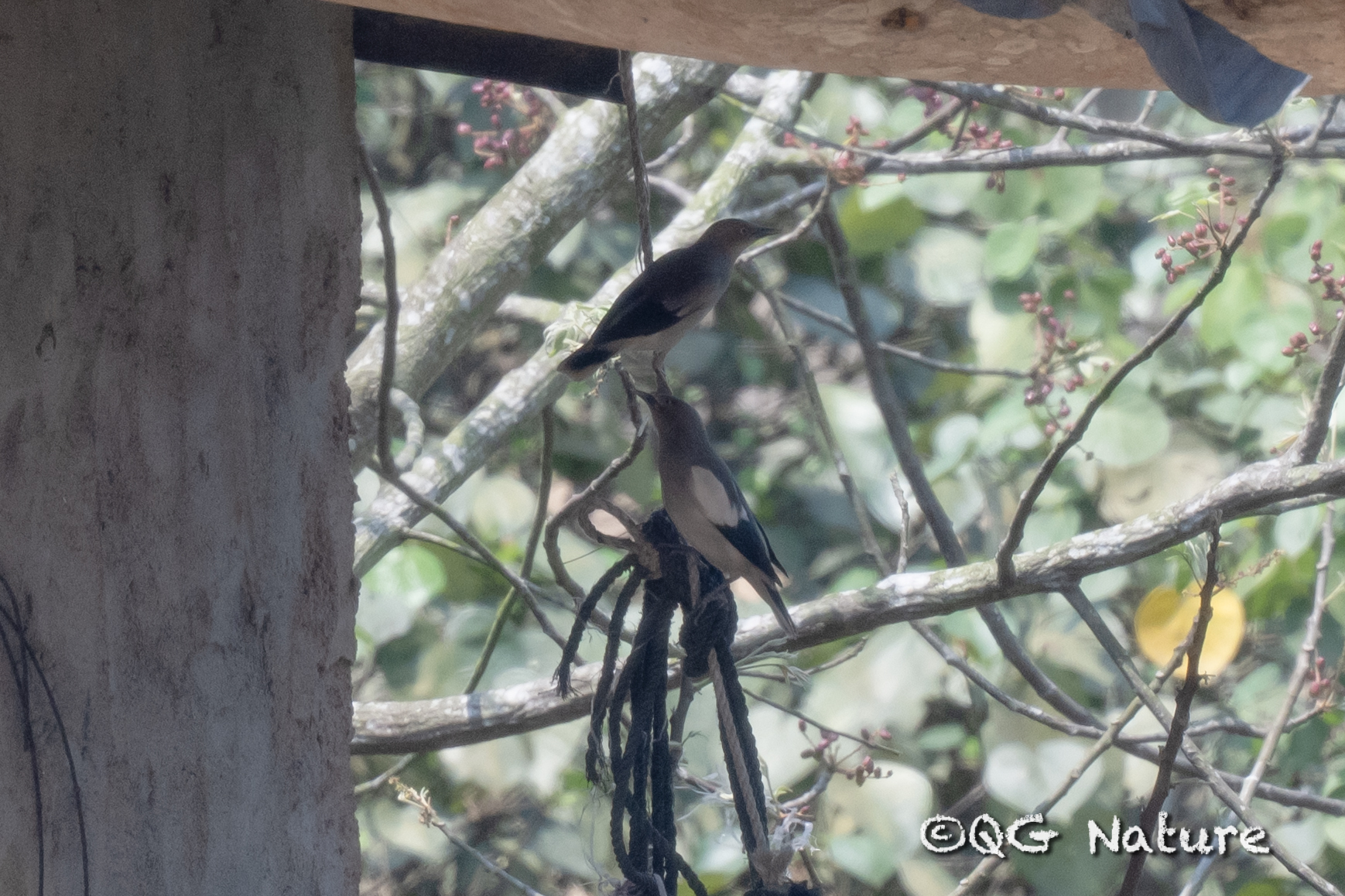 White-shouldered Starling
