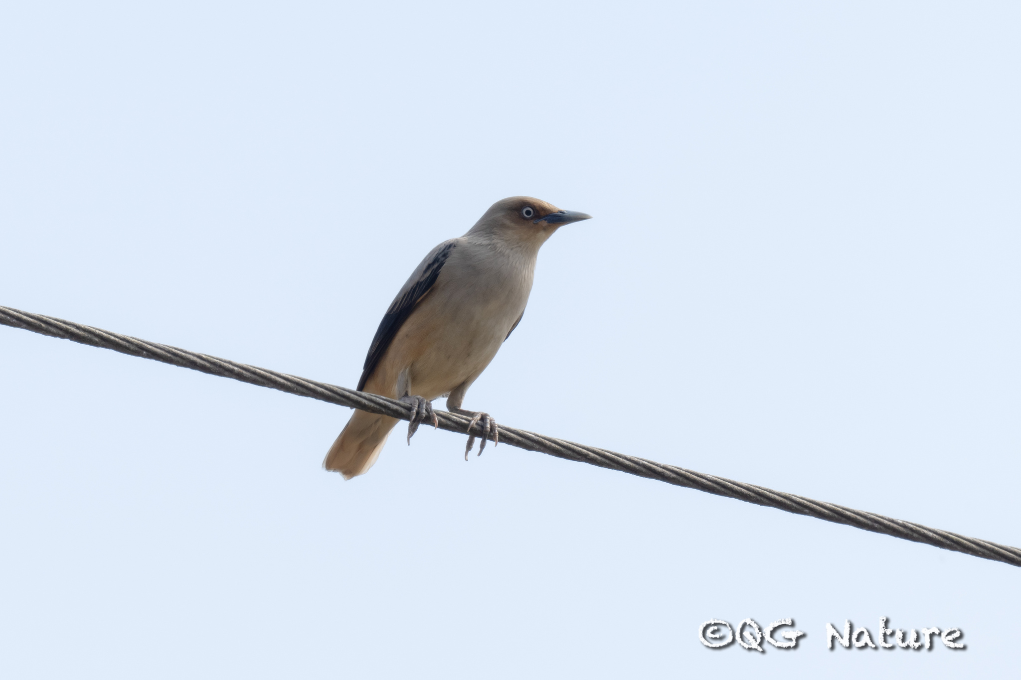 White-shouldered Starling