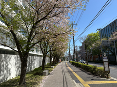 (c) Yoshihiro Tokue, some rights reserved (CC BY) Prunus × yedoensis, photograph (c) Yoshihiro Tokue, some rights reserved (CC BY)