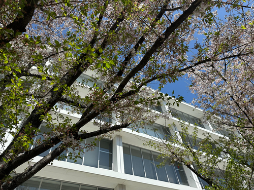 Prunus × yedoensis, photograph 4