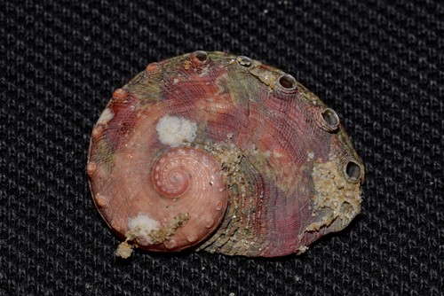 Haliotis brazieri Angas, 1869