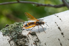 Tremex fuscicornis