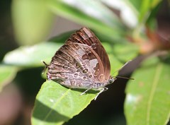 Arhopala bazaloides