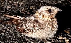 Caprimulgus ruficollis