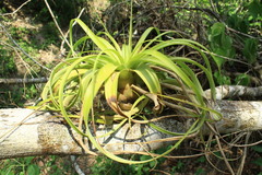 Tillandsia rothii