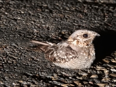 Caprimulgus ruficollis
