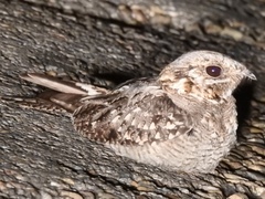 Caprimulgus ruficollis