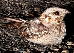 Caprimulgus ruficollis