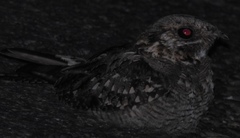 Caprimulgus ruficollis