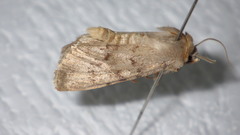 Epipsilia grisescens