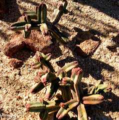 Crassula pyramidalis