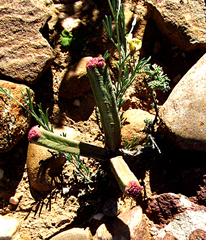 Crassula pyramidalis