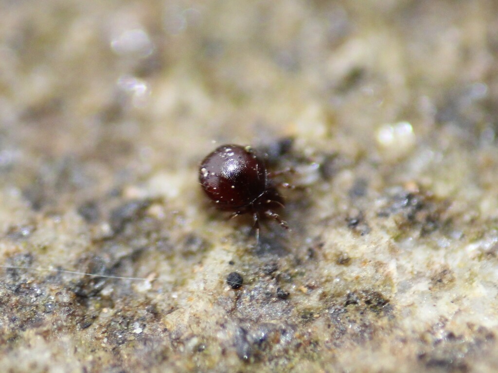 Phauloppia lucorum