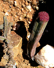 Crassula pyramidalis