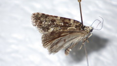Bryophila domestica