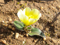 Moraea luteoalba