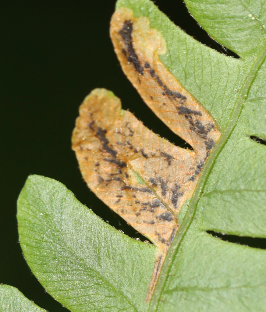 Chirosia filicis