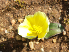 Moraea luteoalba