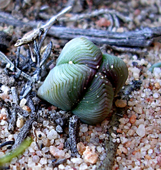 Crassula pyramidalis