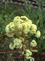 Hylotelephium maximum ruprechtii