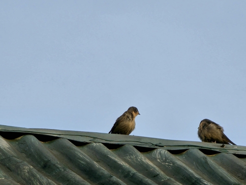 Red-throated Rock Martin (Ptyonoprogne rufigula), photo 3