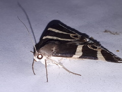 Grammodes ocellata
