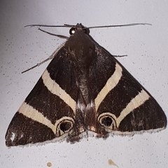 Grammodes ocellata