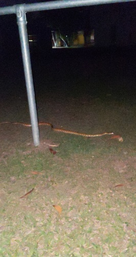 Brown Tree Snake sighting