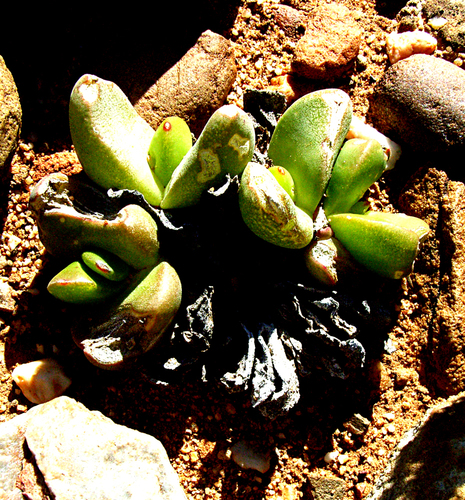 Gibbaeum gibbosum