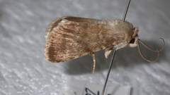 Standfussiana lucernea