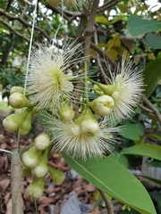 Syzygium aqueum