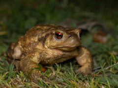 Western Common Toad photo 5