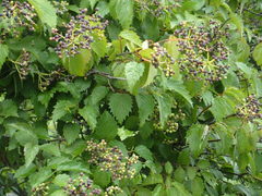 Media resource of Viburnum recognitum