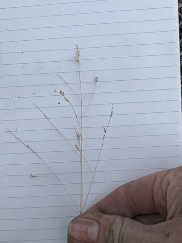 switchgrass