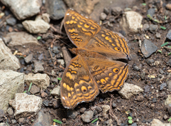Junonia chorimene